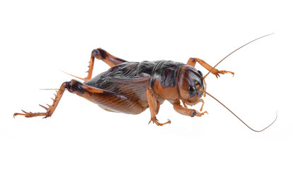 Gryllidae on White background