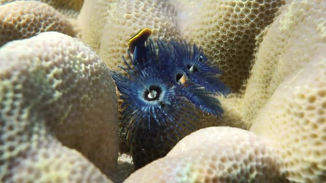 Underwater marine life, a blue christmas tree worm, Spirobranchus giganteus, fixed on lobe coral, Bora Bora, Pacific ocean, French Polynesia
