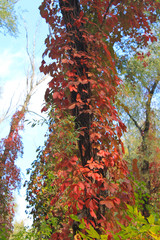 Tree twined wild grapes in autumn forest