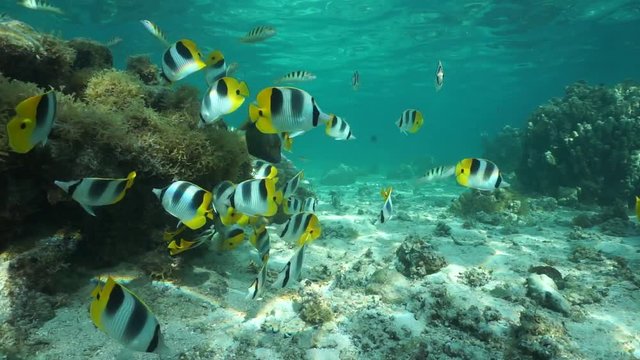 Tropical shoal of fish, Pacific double-saddle butterflyfish, Chaetodon ulietensis, with wrasse and a triggerfish underwater in the lagoon of a south Pacific ocean island, Huahine, French Polynesia
