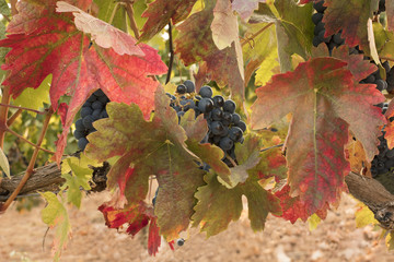 Photo of wine grapes with autumn leaves in vineyard
