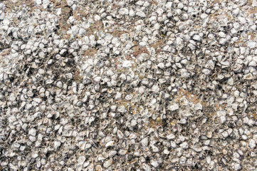 Many oyster shells embedded