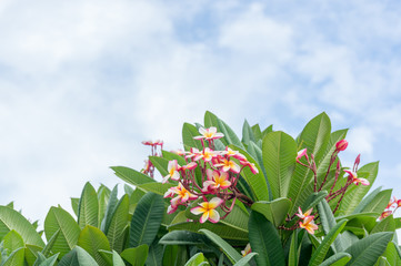 Plumeria on the tree with sky background.