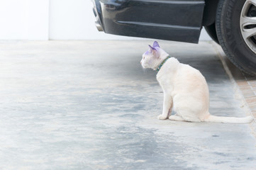 Thai animal : Two color eyes of Thai cat, it's name Khao Manee w