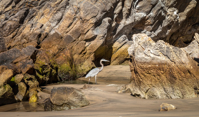 Blue heron sand and rocky beach Corona Del Mar beach, Newport Beach California