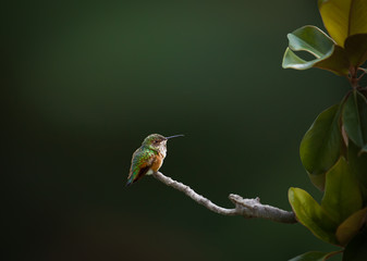 Hummingbird perched on a Magnolia branch