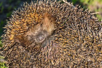 hedgehog portrait sleeps