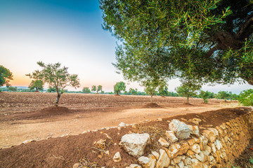Apulian olive groves