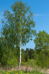 Fototapeta premium birch grove leaves summer