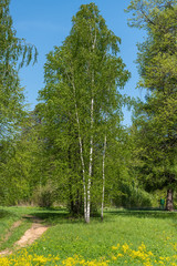 birch grove leaves summer