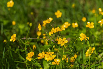 Obraz premium buttercups flowers meadow