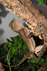 Sitting Dragon