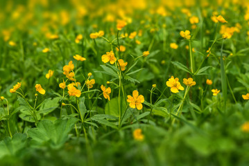 buttercups flowers meadow