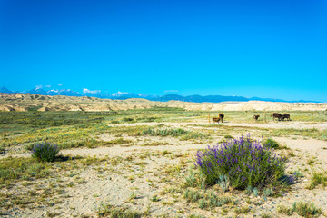 The cows in the pasture, Kyrgyzstan.
