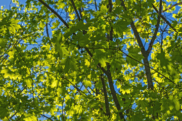maple leaves sunlight