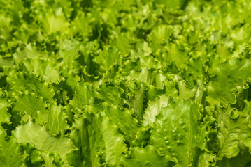 salad vegetables plant background
