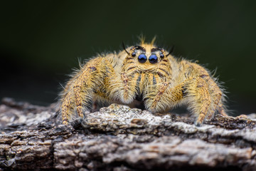 Close up female Hyllus diardi or Jumping spider on rottedwood