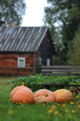 pumpkin outdoor nature autumn