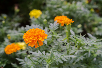 Yellow Marigold flower blossoming in blur background, Scientific name as Tagetes spp