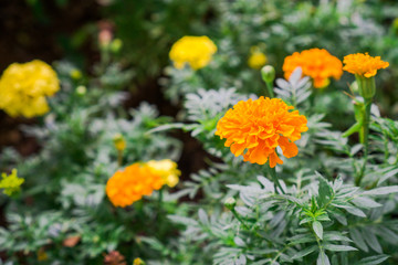 Yellow Marigold flower blossoming in blur background, Scientific name as Tagetes spp