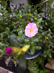Small pink flower