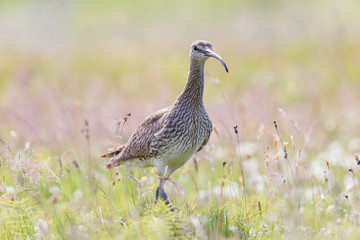 Whimbrel - Iceland