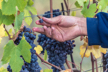 Red Grape harvest time in a beautiful winery in north italy