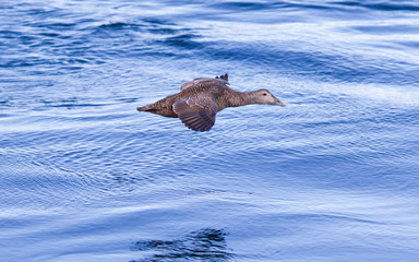 Common Eider flying over water