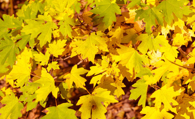 maple leaves in the forest