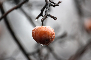 apple on the tree in the rain