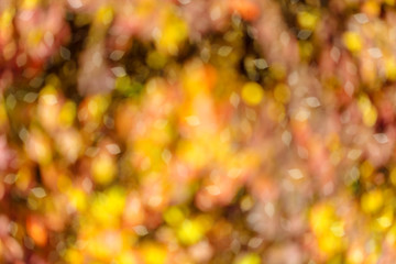 colorful leaves in the forest