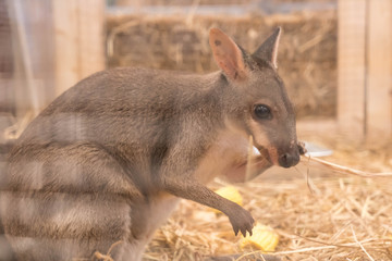 Wallaby or Mini Kangaroo © topntp