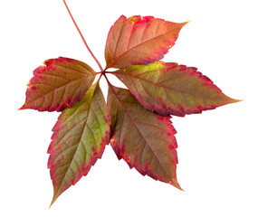 colorful autumn leaf