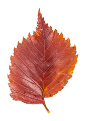 colorful autumn leaf
