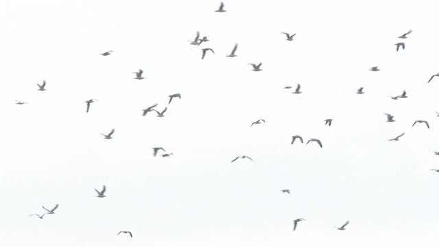Large grouping of Pacific gulls flying against white sky.