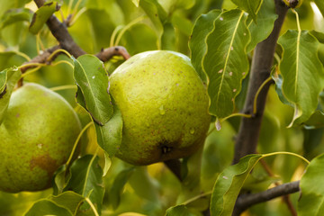 pear on the tree
