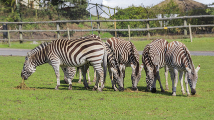 Fototapeta na wymiar The zebra in the beautiful West Midland Safari Park