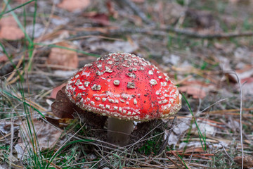 Deadly toxic poison mushroom red blusher fly-agaric in acerose