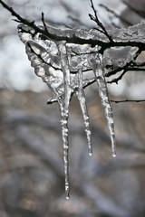 frozen icicles on the tree branches