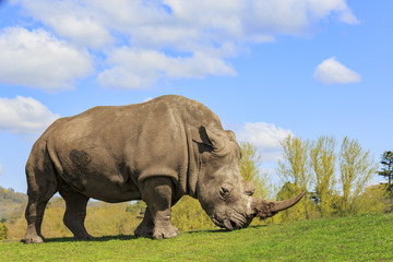 Naklejka premium The Indian Rhinoceros in the beautiful West Midland Safari Park