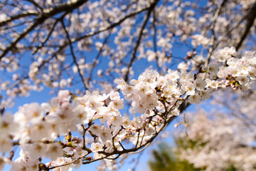 桜