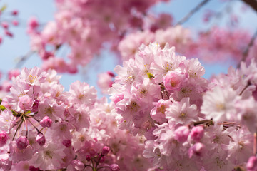 Fototapeta premium 桜