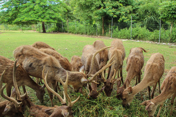 Rusa eating grass in deer farm