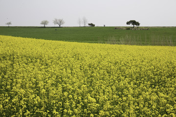청보리밭 유채꽃