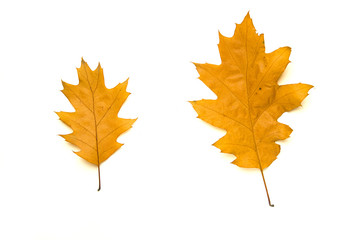 Naklejka na ściany i meble Fallen autumn leafs of a oak tree on white