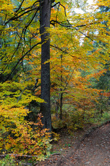 Obraz premium Autumn alley in forest