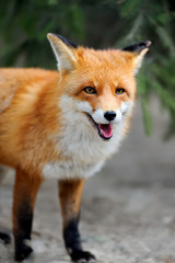 Wild red fox portrait