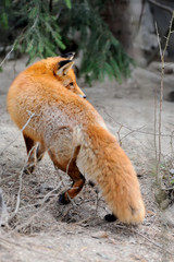 Wild red fox portrait