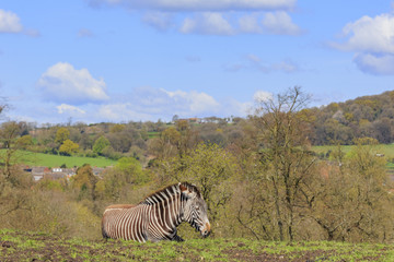 Naklejka premium The zebra in the beautiful West Midland Safari Park