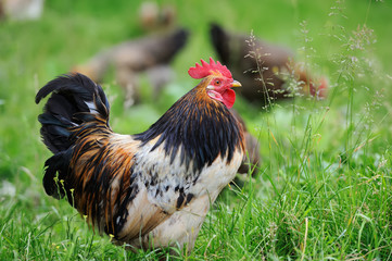 Rooster in farm
